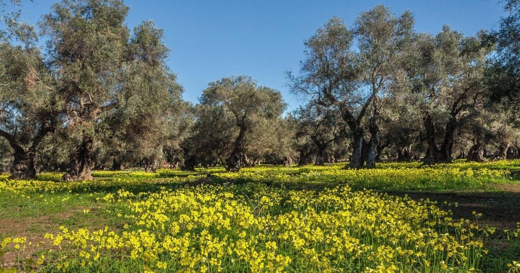 oliviers du salento
